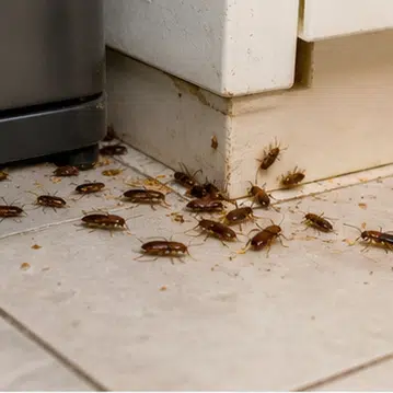 Apx cockroach