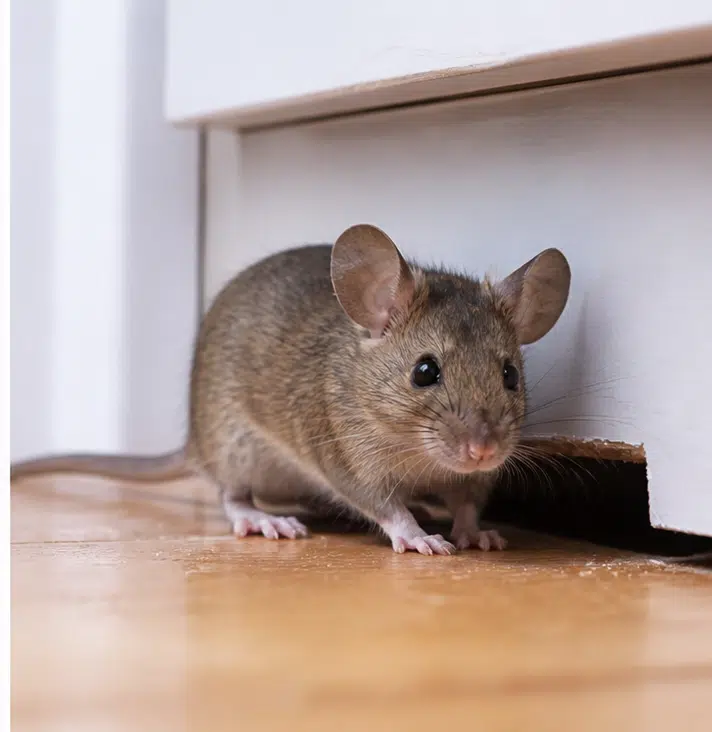 House mouse (Mus musculus) — small grey-brown mouse with a pointed snout and large ears