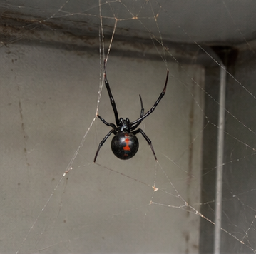 Apx spider